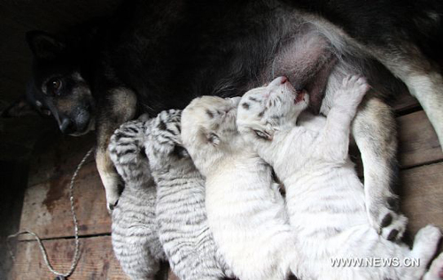 White tiger mother gives birth to quadruplets