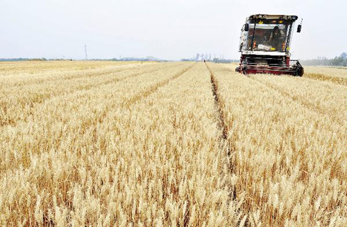 NDRC: wheat purchase prices raised