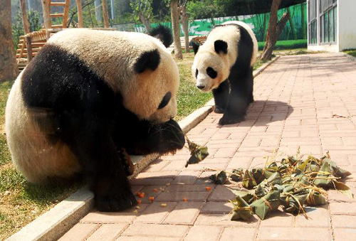 Giant pandas enjoy zongzi in Duanwu Festival holidays