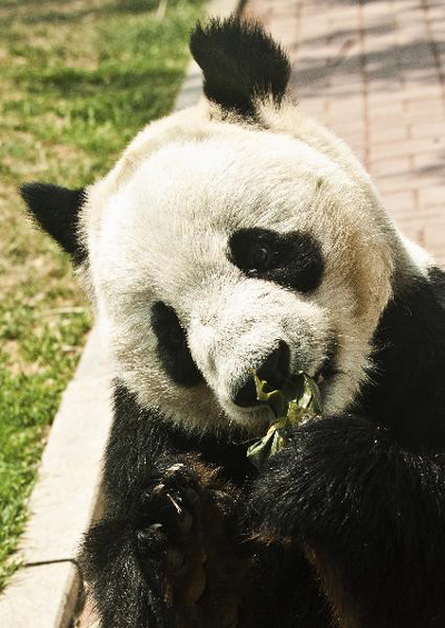 Giant pandas enjoy zongzi in Duanwu Festival holidays