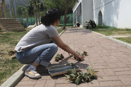 Giant pandas enjoy zongzi in Duanwu Festival holidays