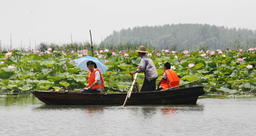 Lotus at their best in Weishan Lake