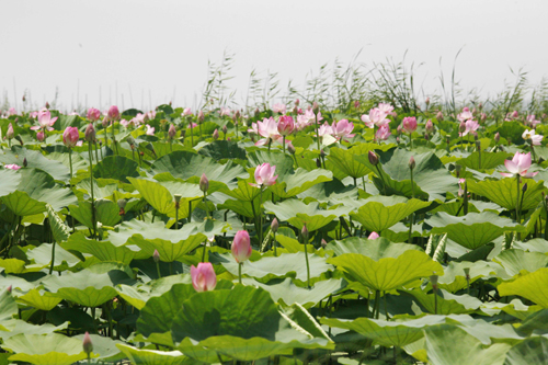 Lotus at their best in Weishan Lake
