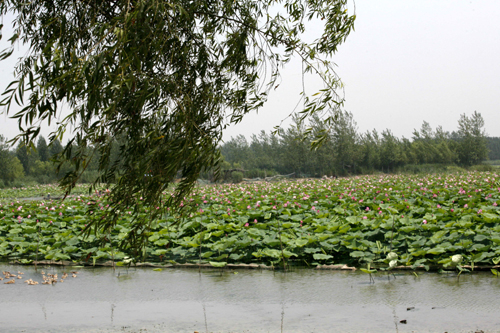 Lotus at their best in Weishan Lake