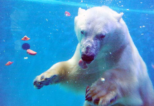 Polar bear enjoys cool summer
