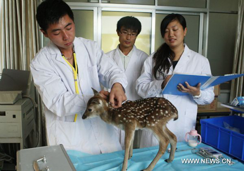 Deer as gift from Taiwan gives birth in