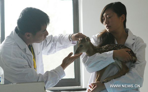 Deer as gift from Taiwan gives birth in