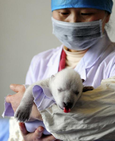 Newborn polar bear cub meets visitors via live video in Penglai