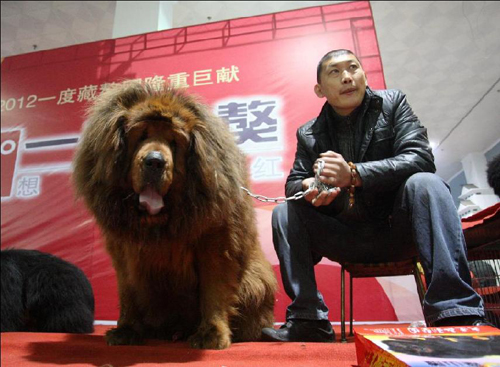 Tibetan Mastiff expo takes place in Yantai