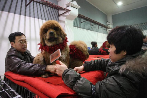 Tibetan Mastiff expo takes place in Yantai