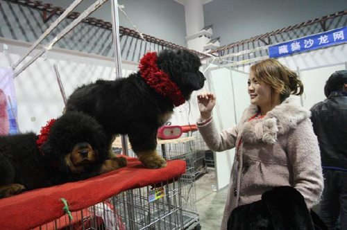 Tibetan Mastiff expo takes place in Yantai