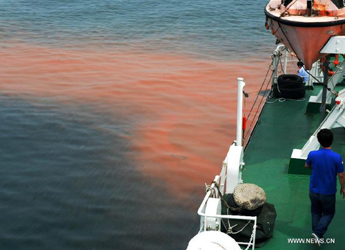 Five blocks of red tide detected in waters near Rizhao