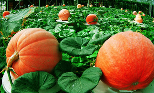 Vegetables star at E China agriculture fair
