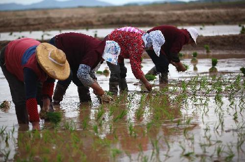 Farmers become busier as planting and harvest seasons come