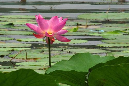 Lotus bloom to greet summer in Shandong