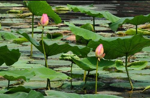 Lotus bloom to greet summer in Shandong