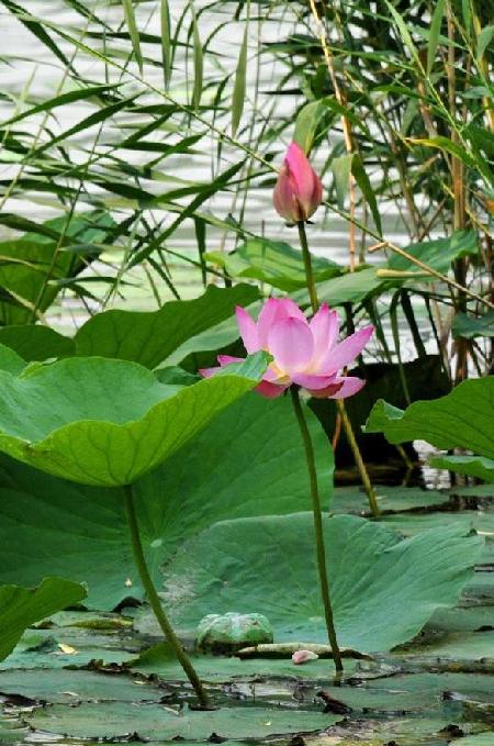 Lotus bloom to greet summer in Shandong