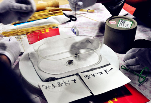 Crickets fight competition held in Shandong