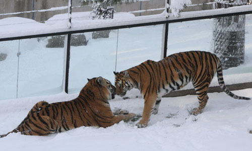 Siberian tigers frolic in snow in East China