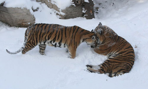 Siberian tigers frolic in snow in East China