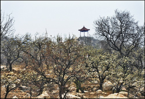 Pear Blossom Festival opens in Ningyang