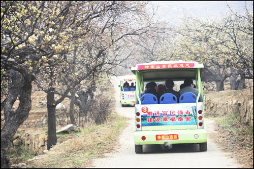 Pear Blossom Festival opens in Ningyang