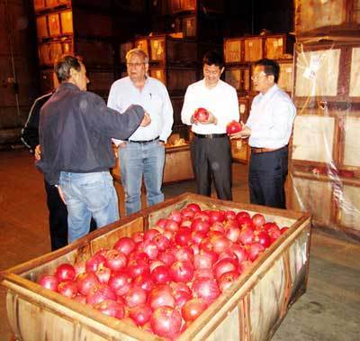 Shandong boosts pomegranate industry