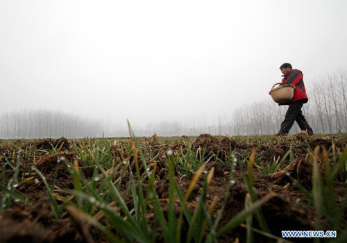 Shandong wheat-production areas recently receive rainfall