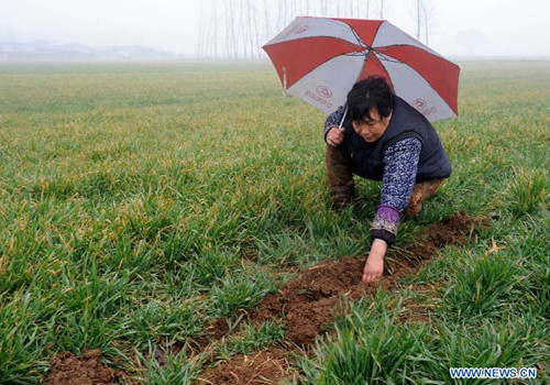 Shandong wheat-production areas recently receive rainfall