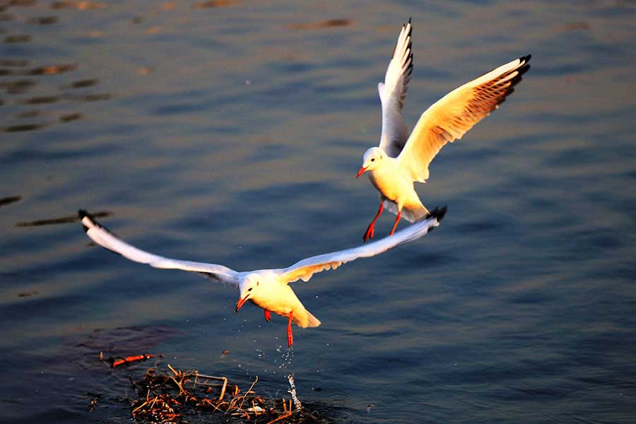 Seagulls on the hunt soar over the sea in Qingdao