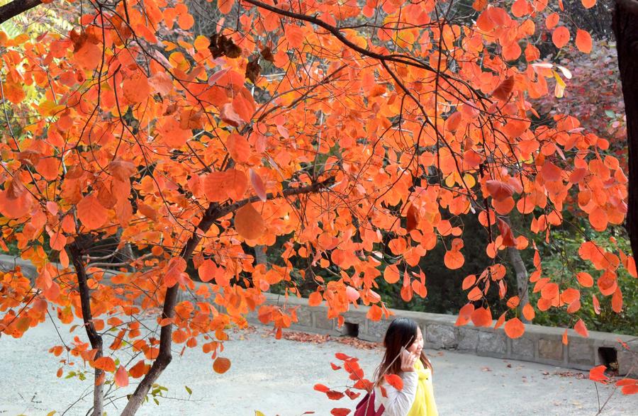 Autumn scenery of Qianfoshan Park in E China