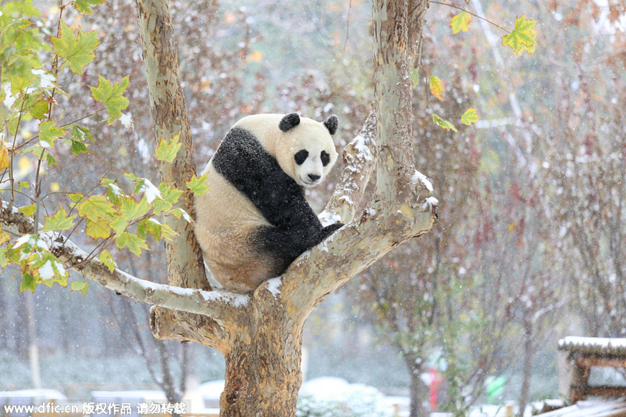 A giant panda at a zoo in Jinan