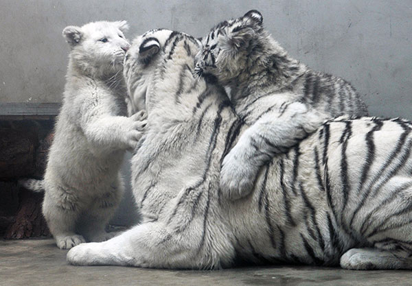 White tiger cubs to make public debut
