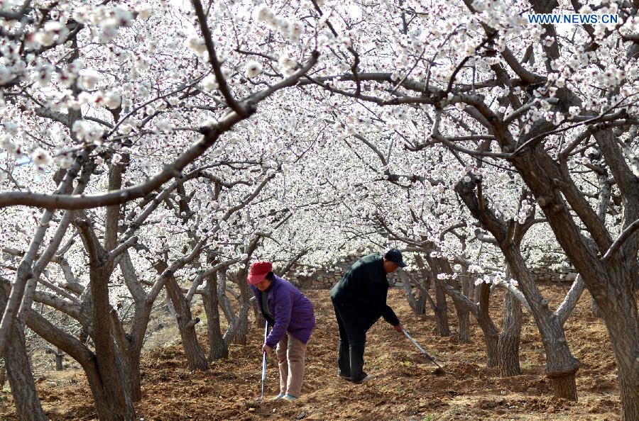 Farmers plough under apricot trees