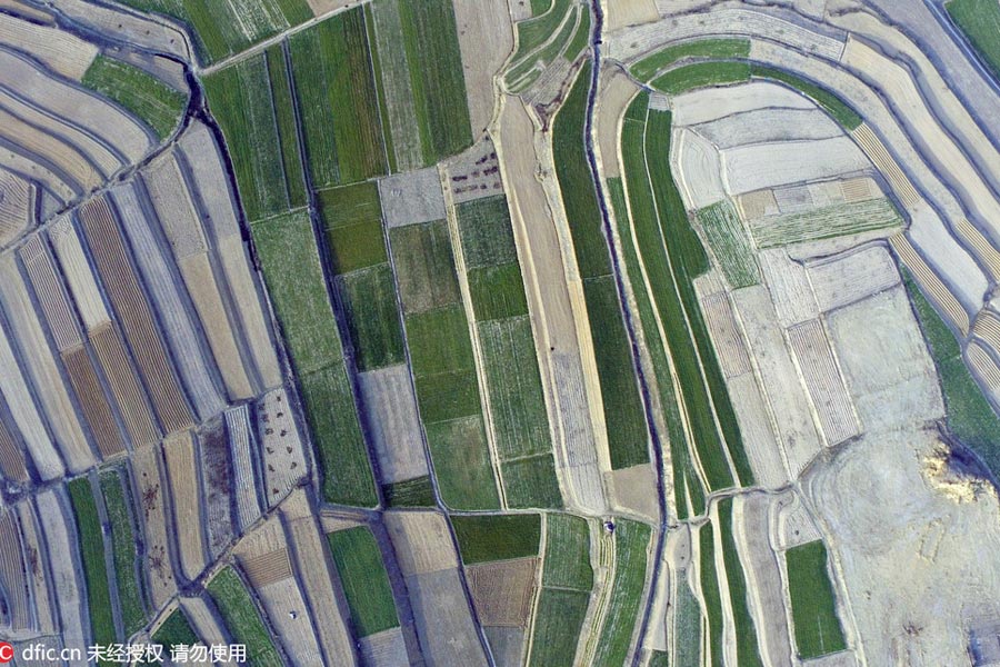 An aerial view of wheat fields in Shandong