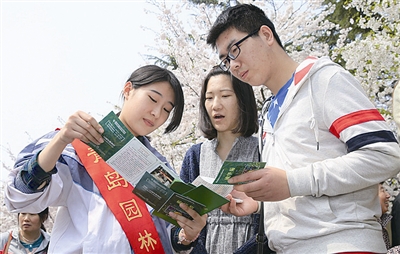 Tourists flock to cherry blossoms in Zhongshan Park