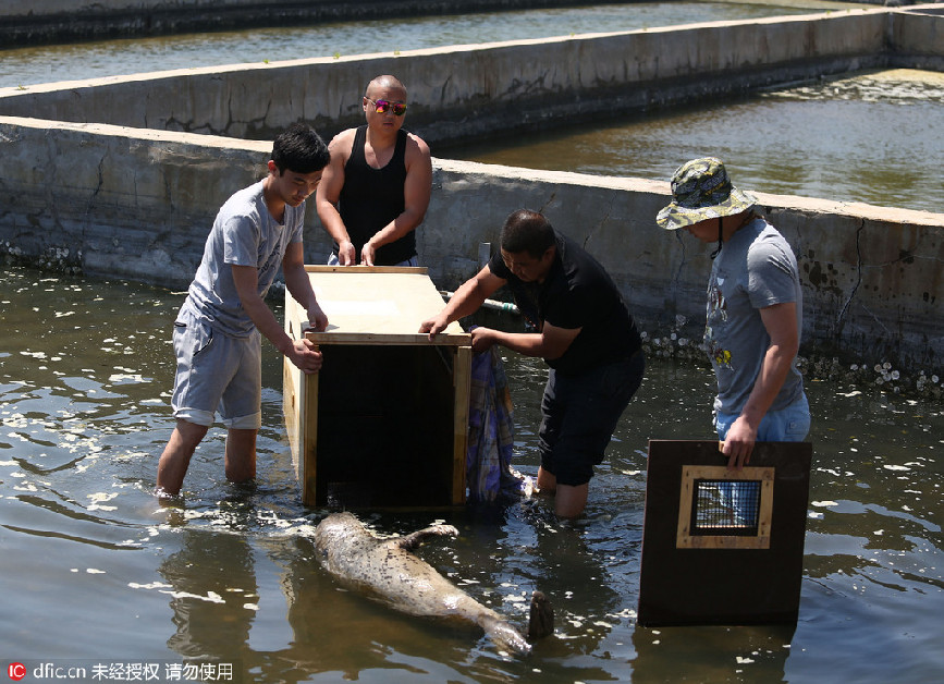 Wounded wild seal spotted at seaside in E China