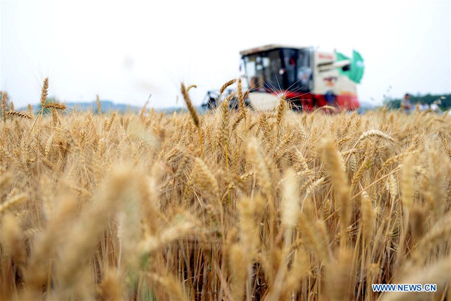 Reapers harvest wheat in Rizhao, China's Shandong