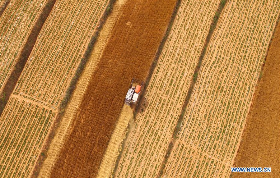 Reapers harvest wheat in Rizhao, China's Shandong