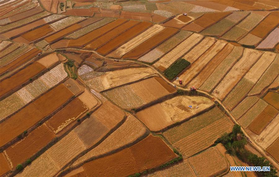 Reapers harvest wheat in Rizhao, China's Shandong