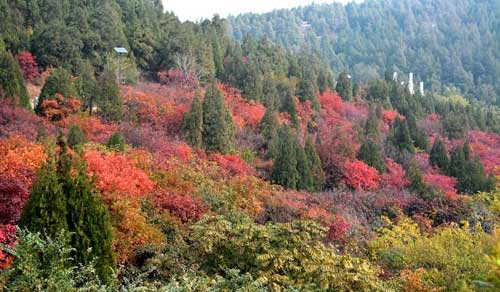Autumn scenery of Qianfoshan Park in Shandong