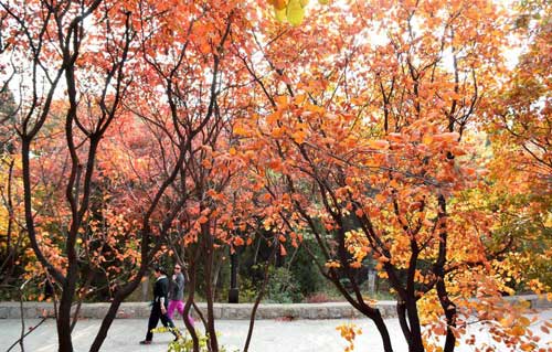 Autumn scenery of Qianfoshan Park in Shandong