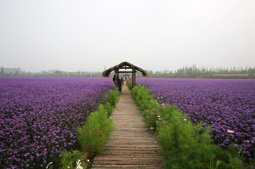 Tourists visit verbena flower field in Qingdao