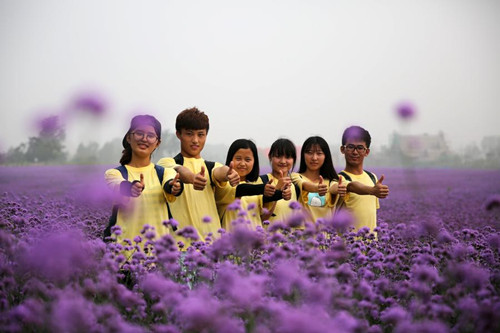 Tourists visit verbena flower field in Qingdao