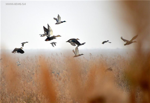 Migratory birds take a break at Yellow River Delta in Shandong