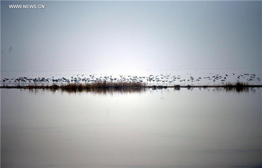 Migratory birds take a break at Yellow River Delta in Shandong