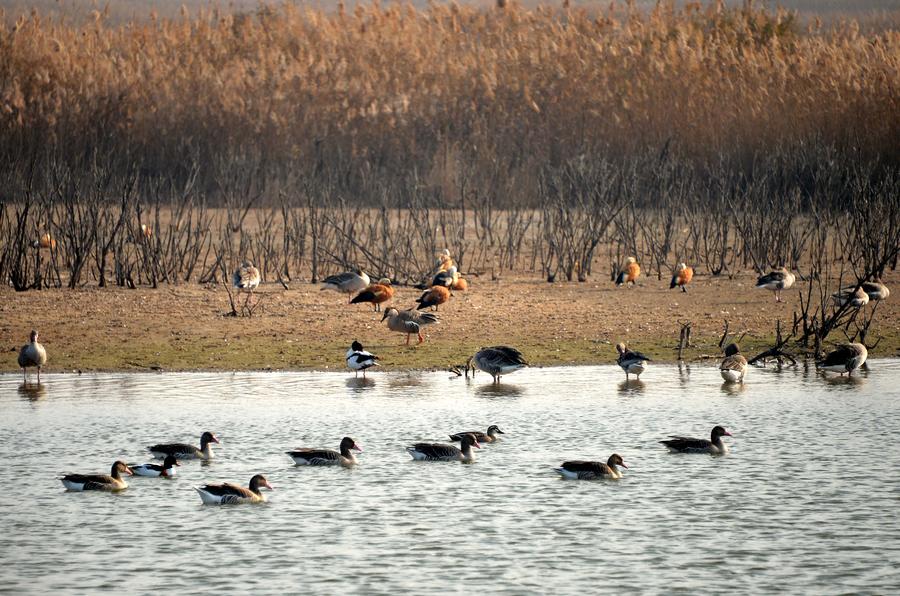100,000 rare migratory birds flock to Yellow River Delta