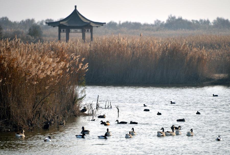 100,000 rare migratory birds flock to Yellow River Delta