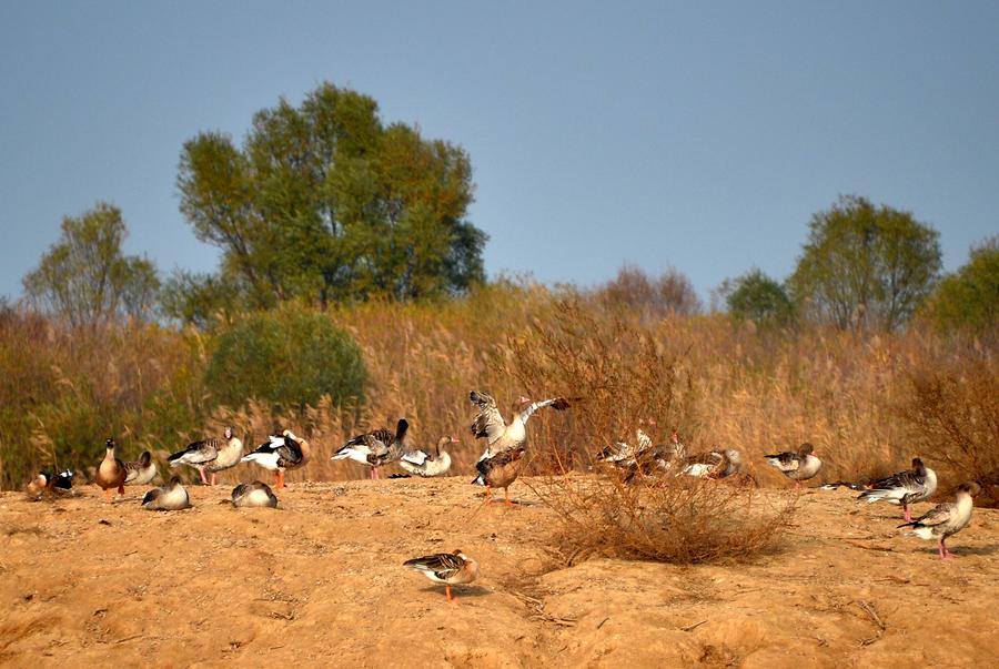 100,000 rare migratory birds flock to Yellow River Delta