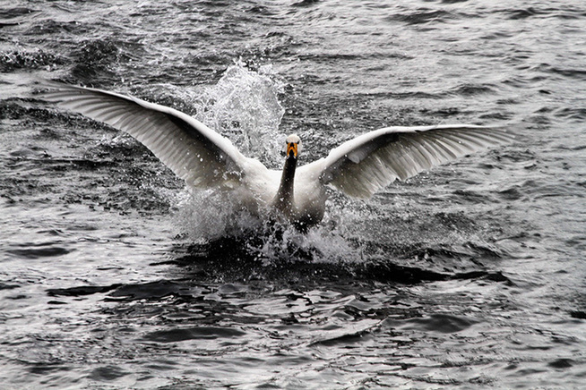 Whooper swans set a lively scene in Shandong